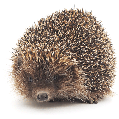 Mammal Boxes Special