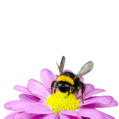 Insect Houses & Bug Boxes Reseller