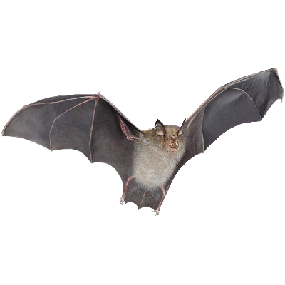 Bat Boxes Direct