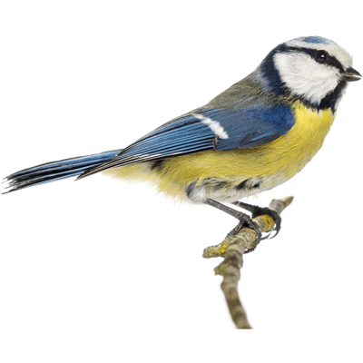 Bird Boxes Reseller