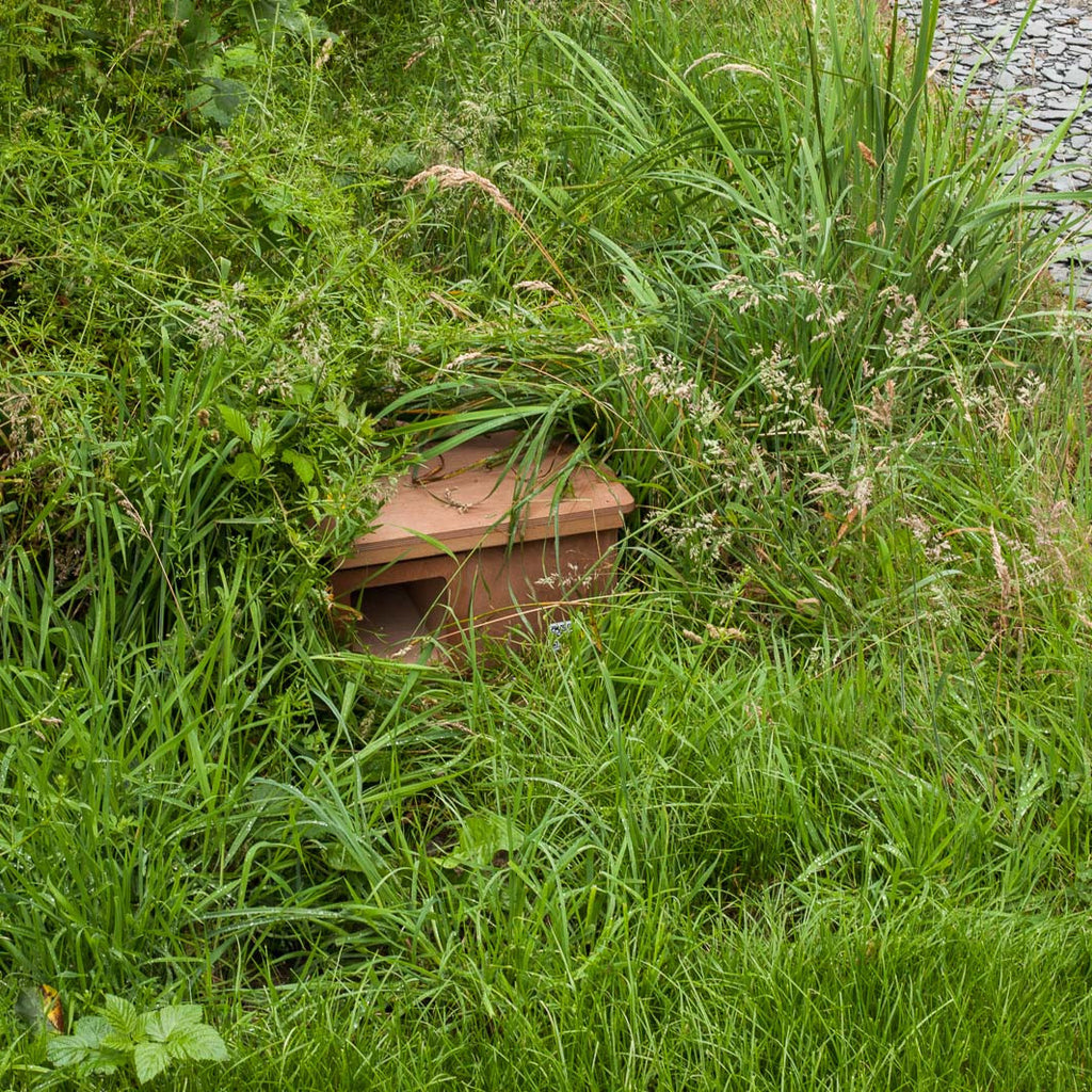hedgehog nest box in long grass