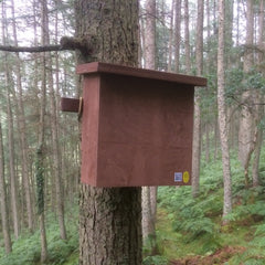 Pine Marten box fitted in woodland