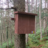 Pine Marten Den Box