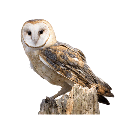 Owl Nest Boxes Direct