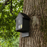 Cavity Bat Box for brown long eared bats