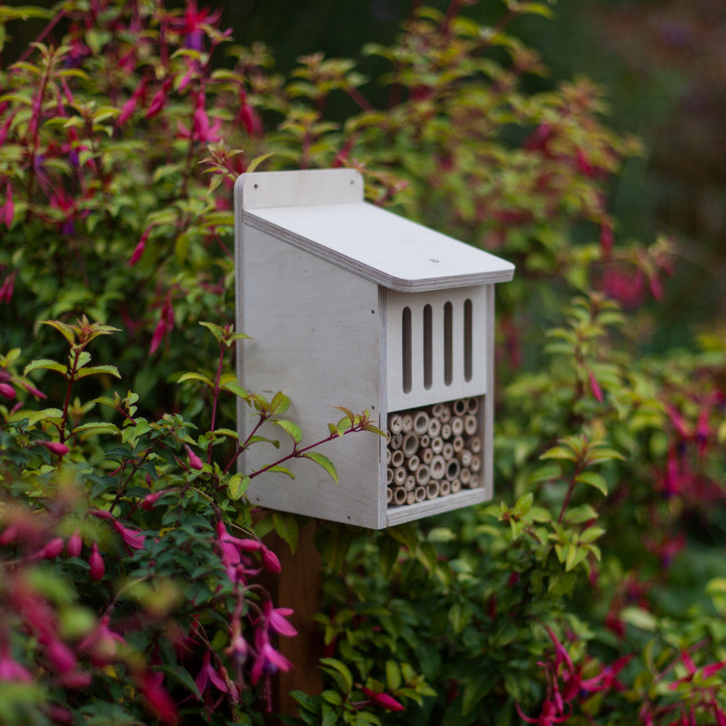 Bug Box Kit | The Nestbox Company