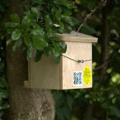 Dormouse box in shrubs