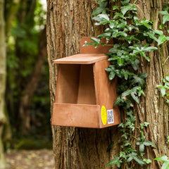 Robin nesting box