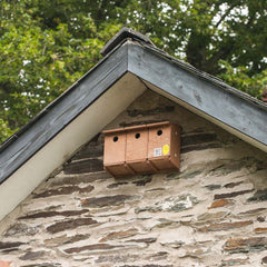 Sparrow Terrace Nest Box high on wall under eaves