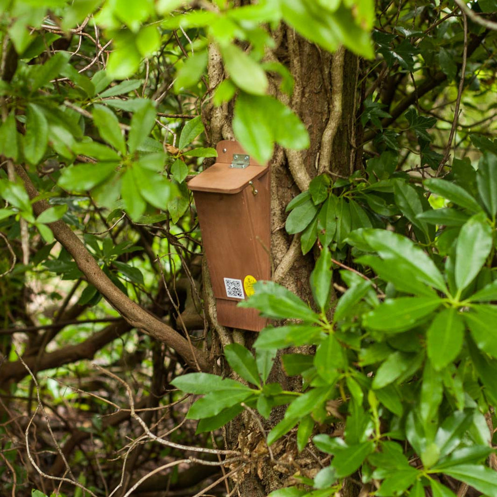 treecreeper nest box on tree