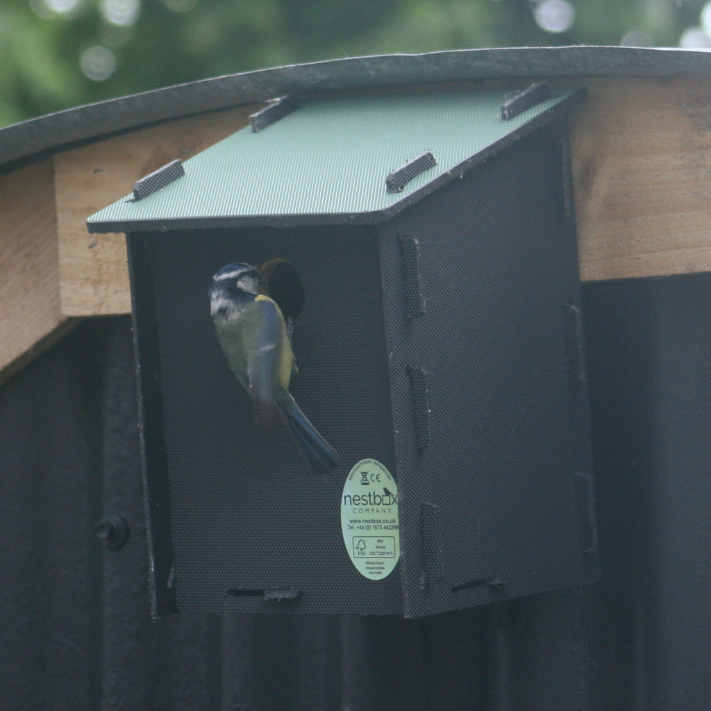 Blue tit eco bird box