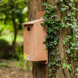 starling nesting box