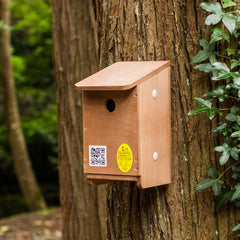 tree sparrow nest box on tree
