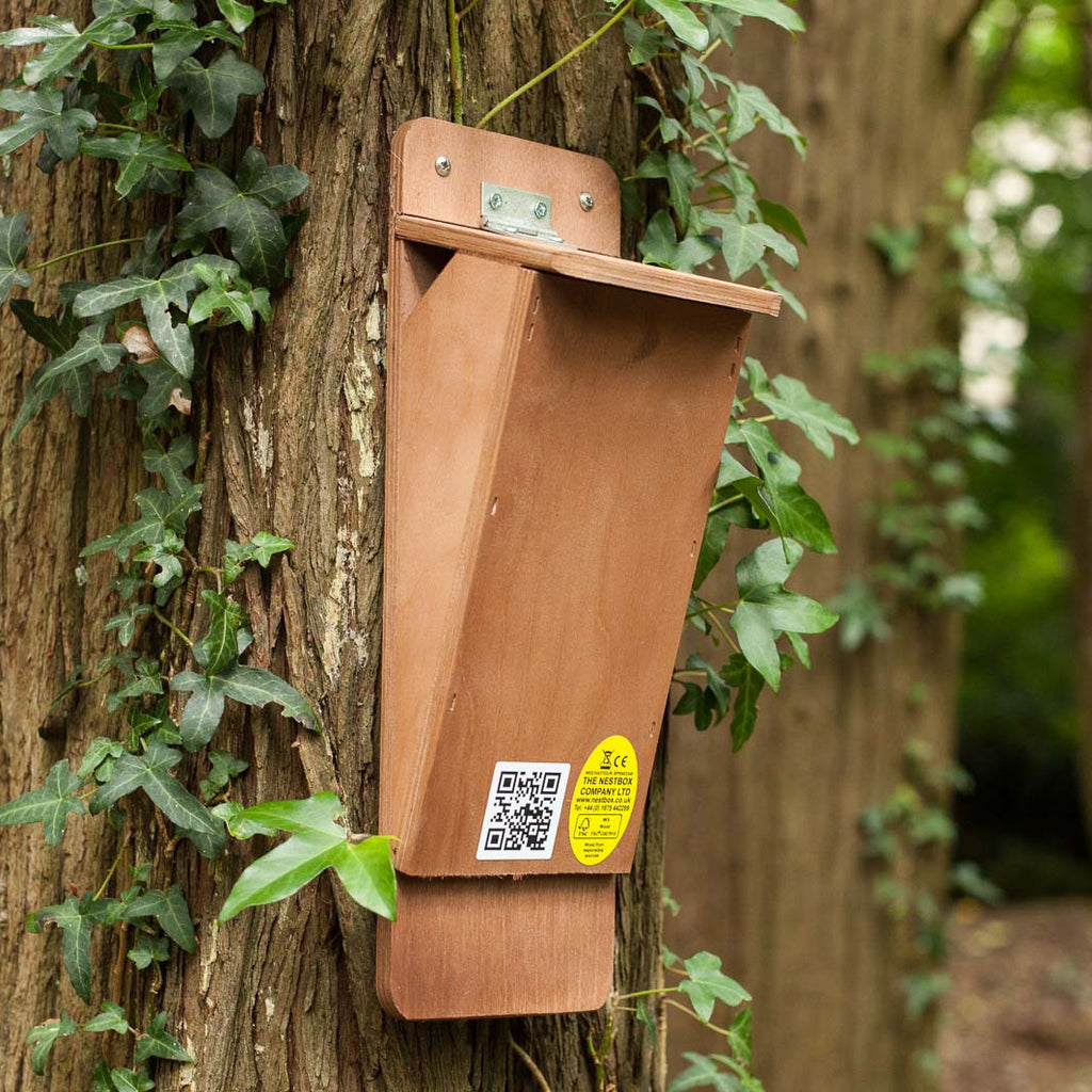 treecreeper nest box showing entrance
