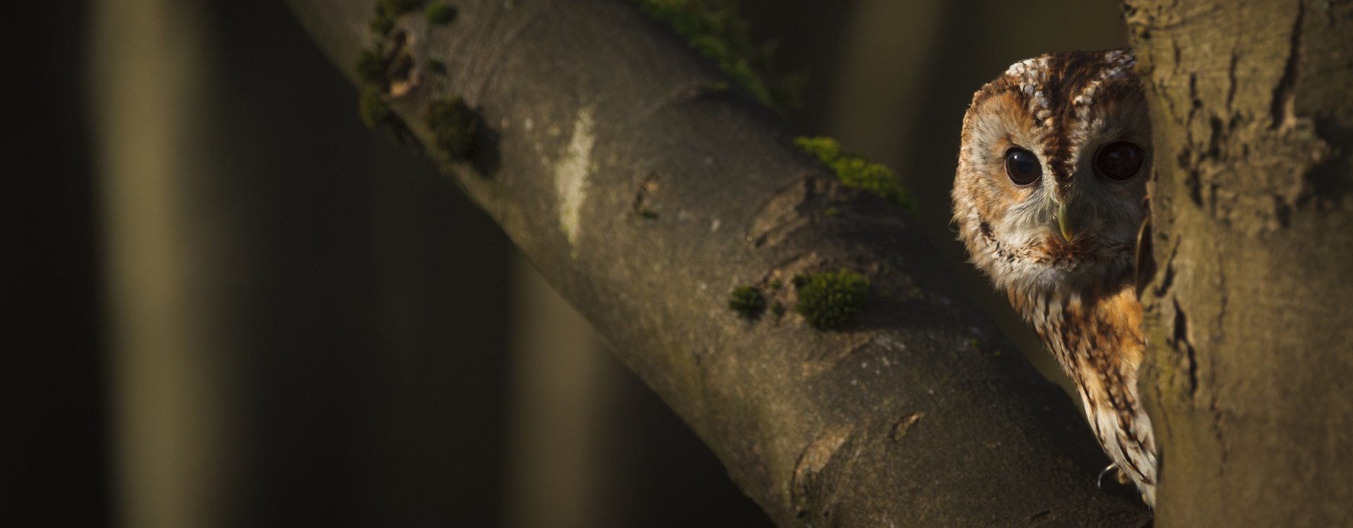 Eco Boxes for Birds, Bats and Mammals